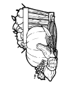 Preschool Thanksgiving coloring pages
