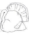 Free turkey coloring page